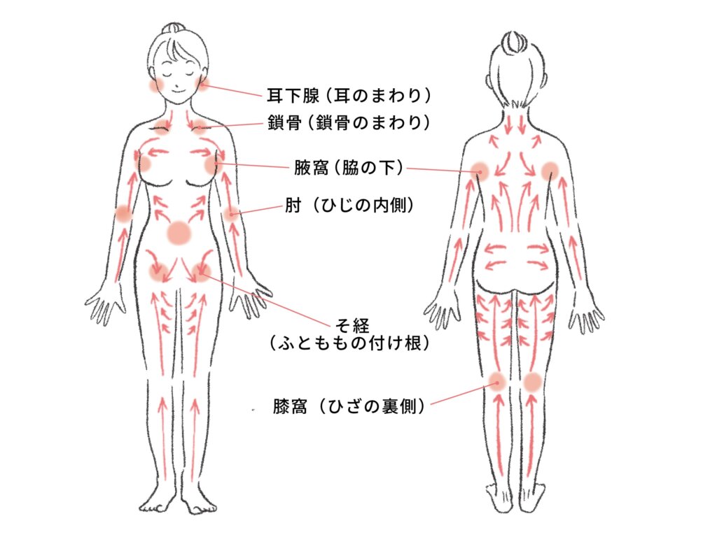 リンパの流れ